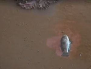 Em limpeza do Beira-Rio após enchentes, peixe é encontrado dentro do estádio